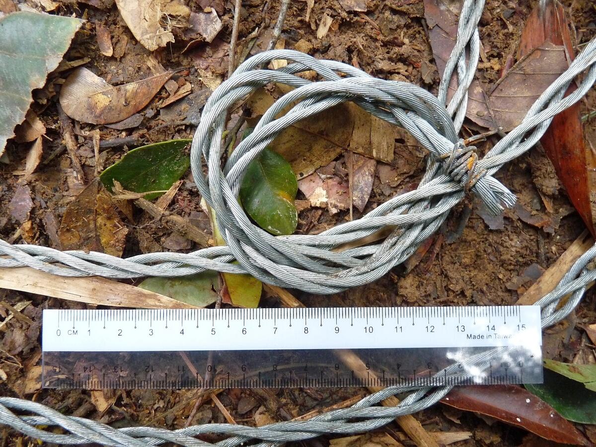 One of the snares set and used by local poachers who snared a tiger back in 2009, in the Belum-Temengor Forest Complex, Malaysia.